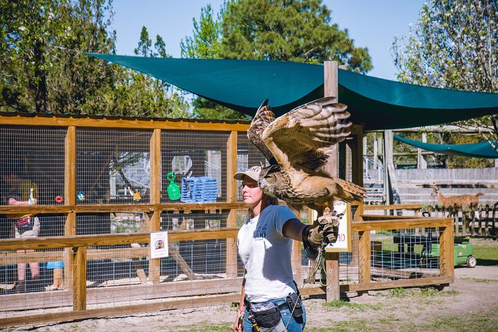 Alabama Gulf Coast Zoo Eurasian Eagle Owl Flight Demonstration (Norman)